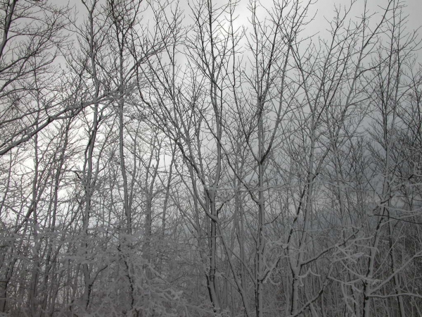 Alberi innevati