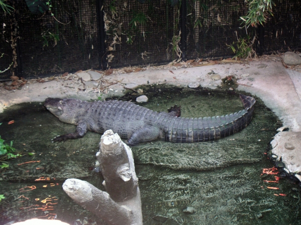 Coccodrillo