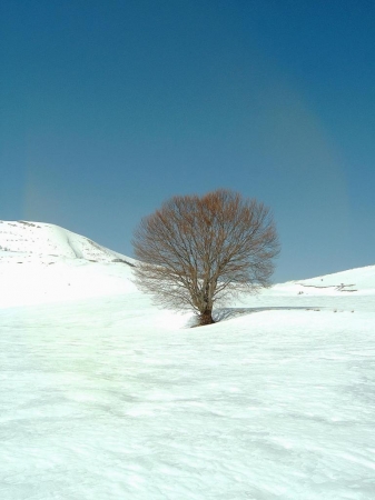 Faggio-marzo 2005-