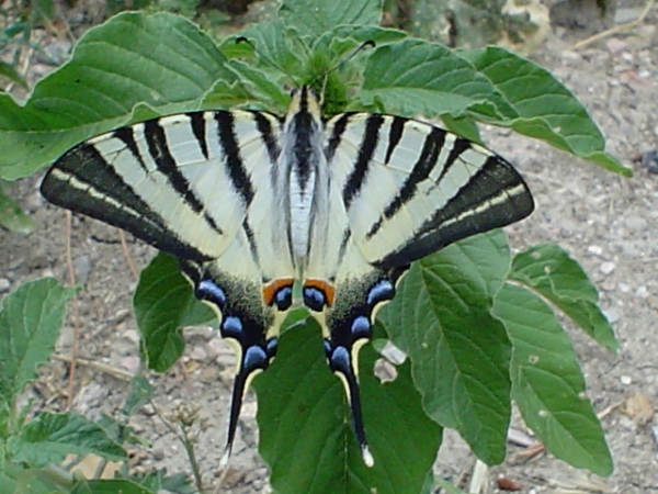 Farfalla