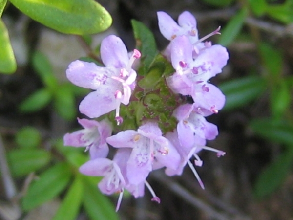 Fiori