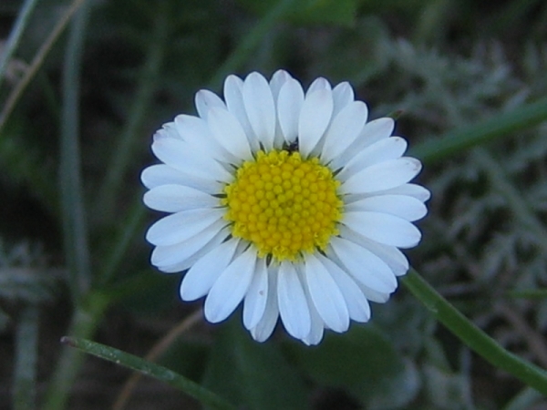 Fiori