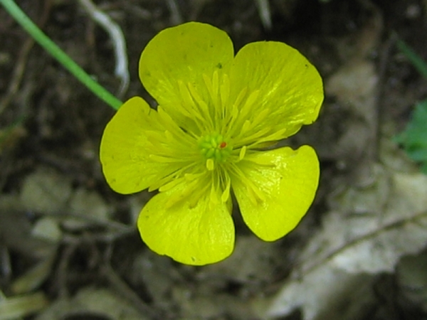 Fiori