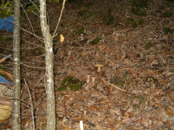 Fiorita di porcini (novembre 2005)