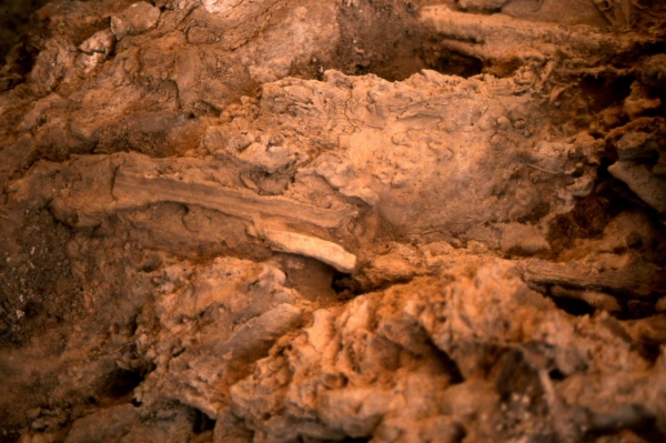 Fossili Di Canne Su Travertino-aprile 2004-