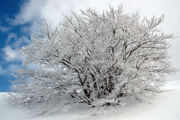 Neve
