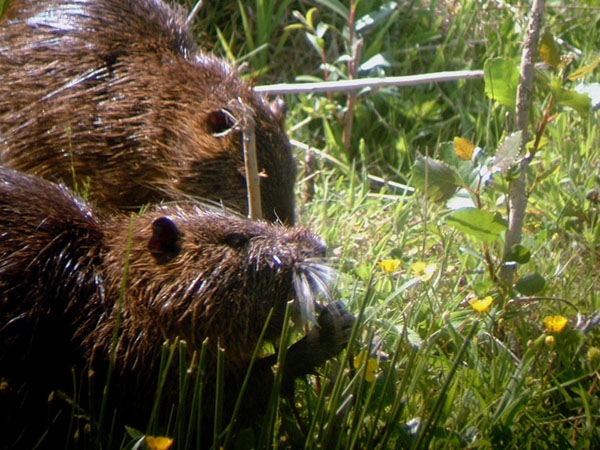 Nutrie