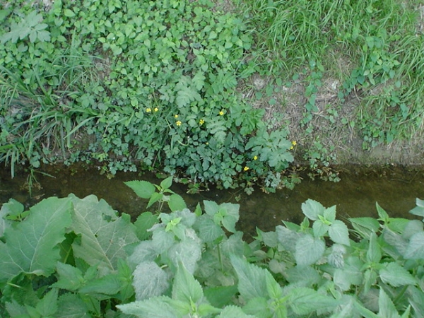 Piccolo fiume