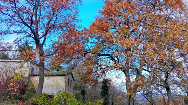 Rudere In Un Bosco D'autunno